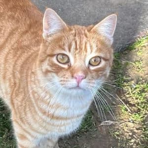 Keres en adopción Colmenar, European Shorthair (FAPAM)