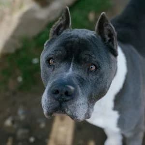 Joey en adopción Colmenar, male American Staffordshire Terrier for adoption at FAPAM, Malaga