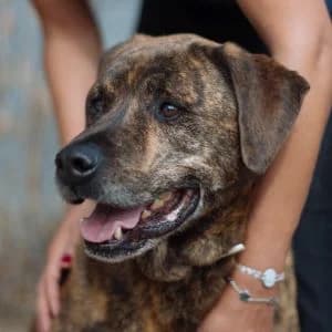 Vegeta en adopción Colmenar, Mixed Breed (FAPAM)