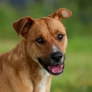 Canales en adopción Colmenar, male Mixed Breed for adoption at FAPAM, Malaga