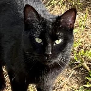 Norris en adopción Colmenar, male European Shorthair for adoption at FAPAM, Malaga