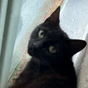 Nébula en adopción Colmenar, female puppy European Shorthair for adoption at FAPAM, Malaga