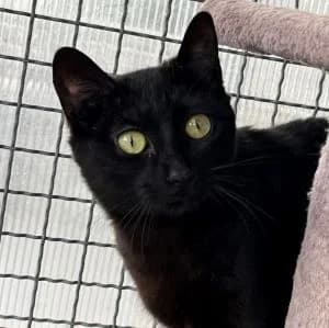 Pizarra en adopción Colmenar, female European Shorthair for adoption at FAPAM, Malaga