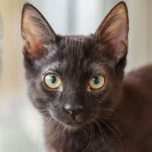 Figaro en adopción Colmenar, male European Shorthair for adoption at FAPAM, Malaga