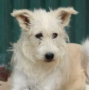 Luminia en adopción Colmenar, female Mixed Breed for adoption at FAPAM, Malaga