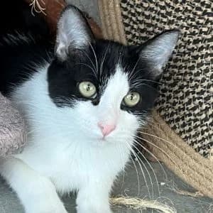 Turin en adopción Colmenar, male European Shorthair for adoption at FAPAM, Malaga
