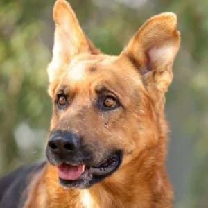 Goofy en adopción Colmenar, male German Shepherd for adoption at FAPAM, Malaga