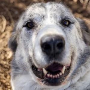 Sally en adopción Colmenar, female Spanish Mastiff for adoption at FAPAM, Malaga