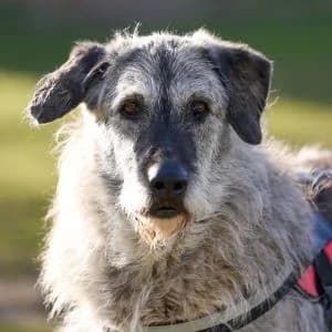 Fisgón en adopción Colmenar, male senior Mixed Breed for adoption at FAPAM, Malaga