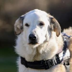 Fideo en adopción Colmenar, male senior Mixed Breed for adoption at FAPAM, Malaga