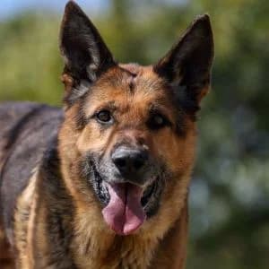 Jeep en adopción Colmenar, male German Shepherd for adoption at FAPAM, Malaga