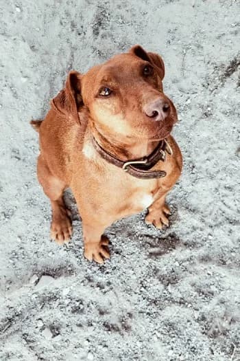 Rusty, male senior mixed breed for adoption at Valle Verde Animal Rescue, Granada