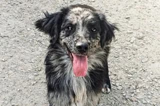 LOGAN, male senior Mixed Breed for adoption at El Refugio Madrid, Madrid