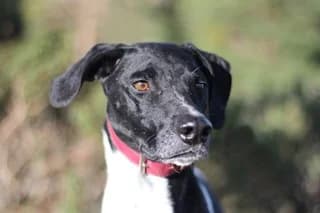 BLUES, male senior Mixed Breed for adoption at El Refugio Madrid, Madrid