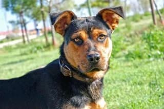 MESENA, female senior Mixed Breed for adoption at El Refugio Madrid, Madrid