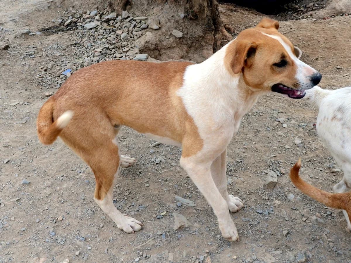 Toby, male mixed breed for adoption at Valle Verde Animal Rescue, Granada