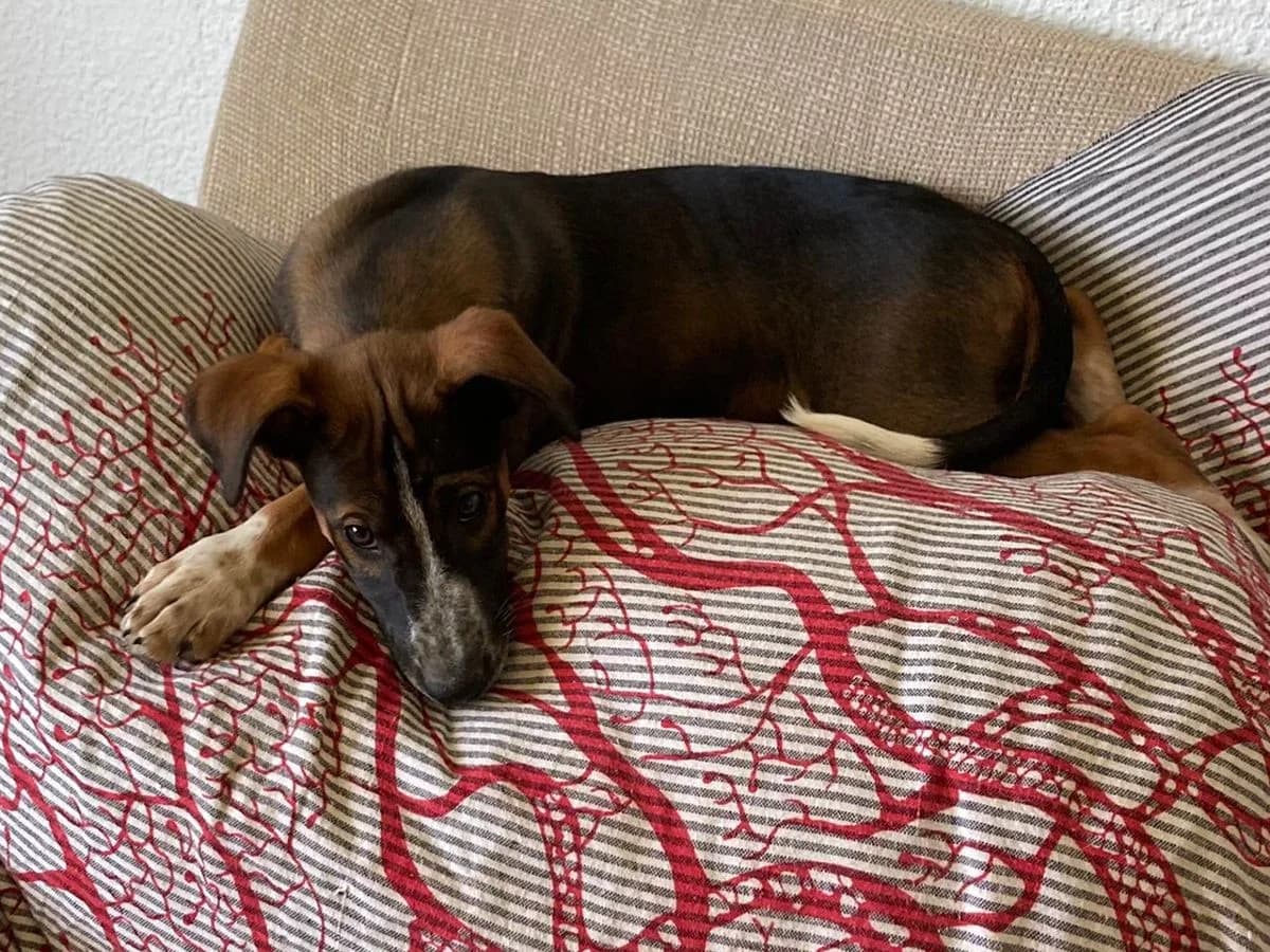 Buddy, male Podenco for adoption at Valle Verde Animal Rescue, Granada