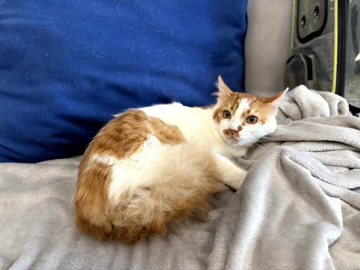 Tomasa, Christian,Africa,Jeremias, Domestic Shorthair (Triple A Marbella)