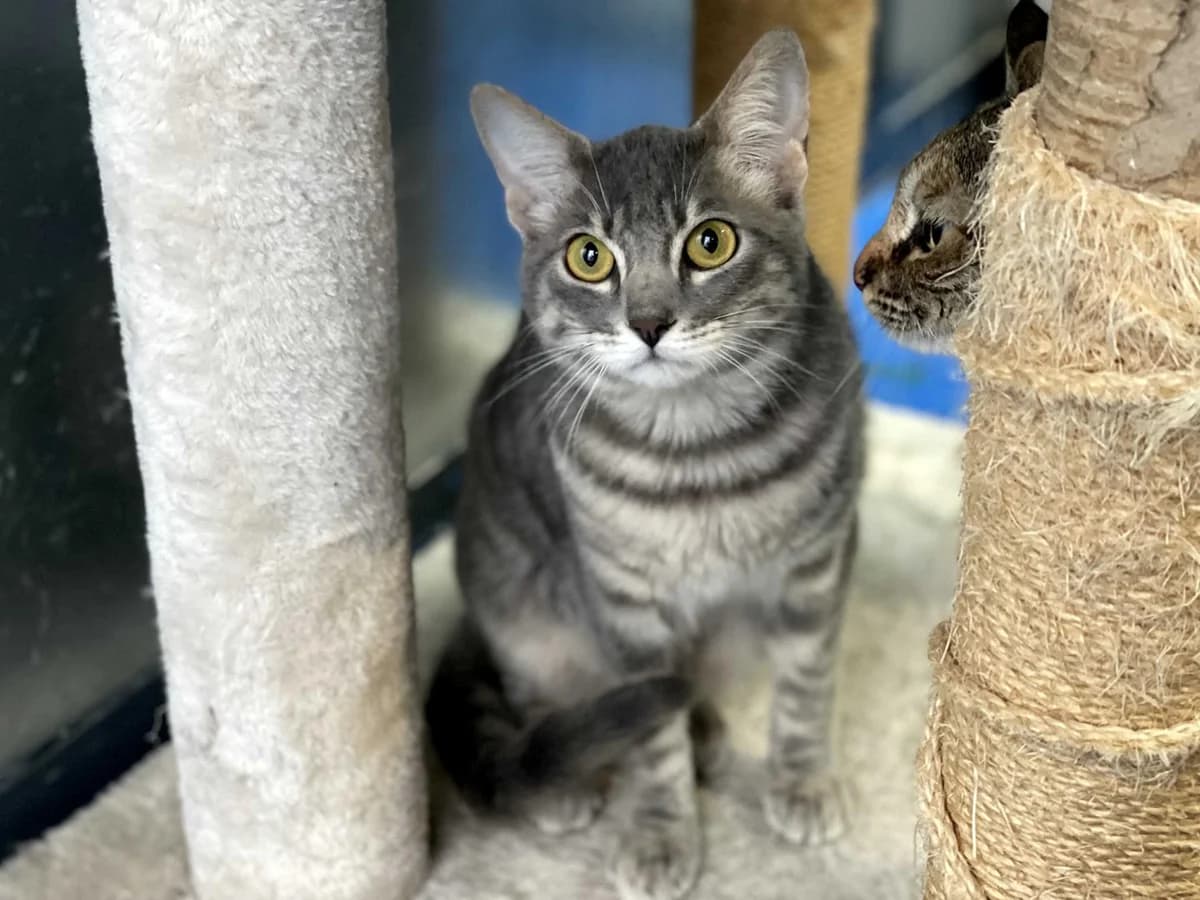 Samy, Short male young Domestic Shorthair for adoption at Triple A Marbella, Marbella