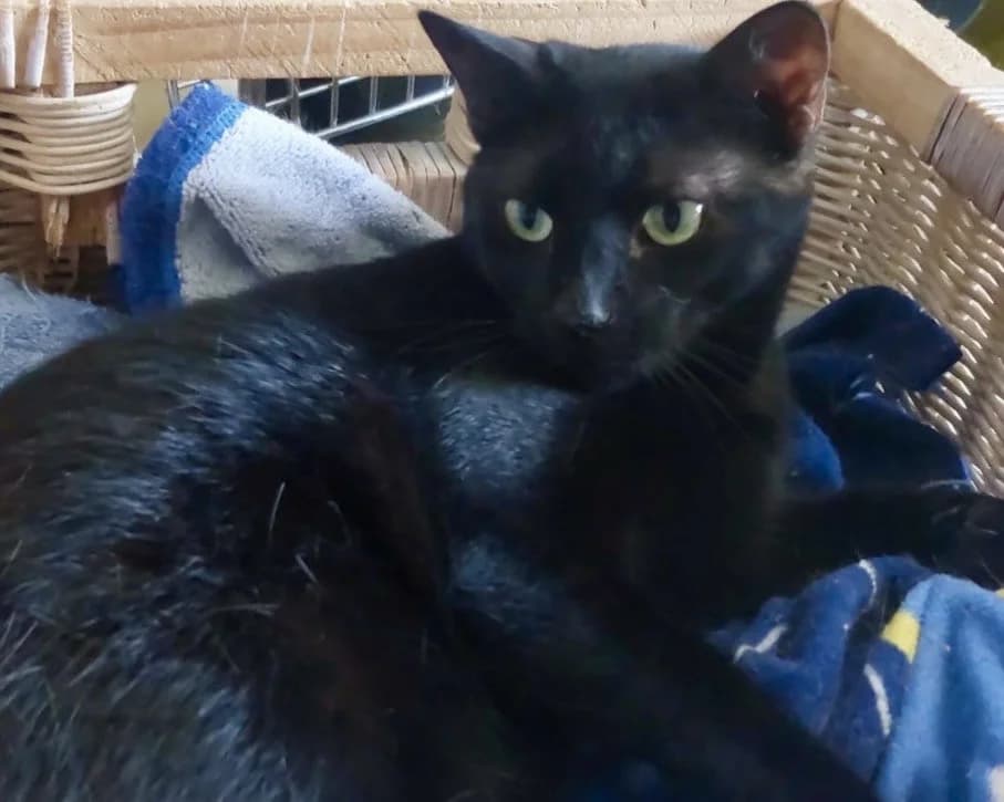 Sofia, Short female young Mixed Breed for adoption at Triple A Marbella, Marbella