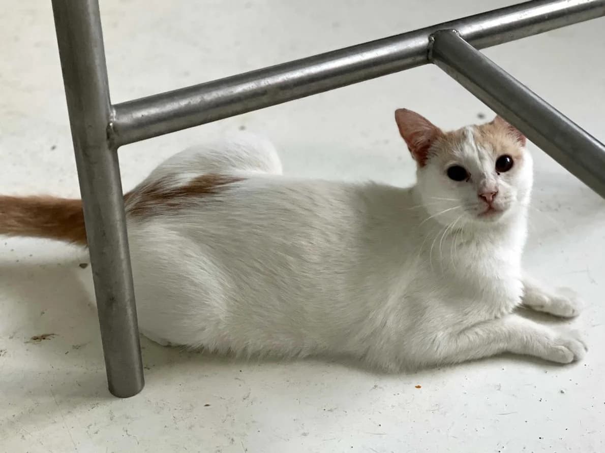 Julietta, Short female young Mixed Breed for adoption at Triple A Marbella, Marbella