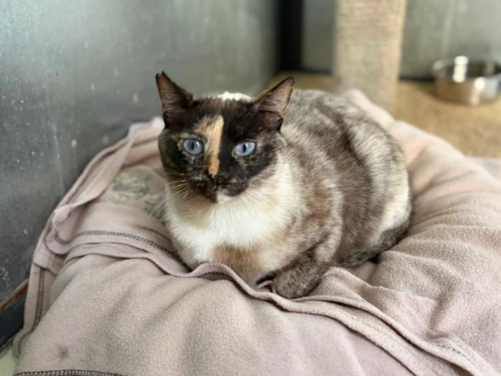 Maya, Short female young Siamese for adoption at Triple A Marbella, Marbella