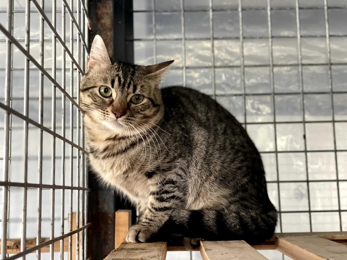 Jazzy, Short male young Domestic Shorthair for adoption at Triple A Marbella, Marbella