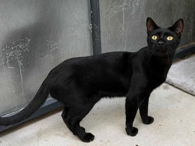 Jenson, Short male young Domestic Shorthair for adoption at Triple A Marbella, Marbella