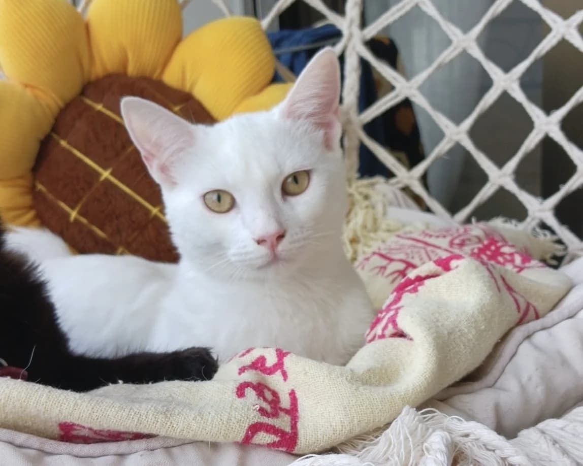 Blanki, Short female young Mixed Breed for adoption at Triple A Marbella, Marbella