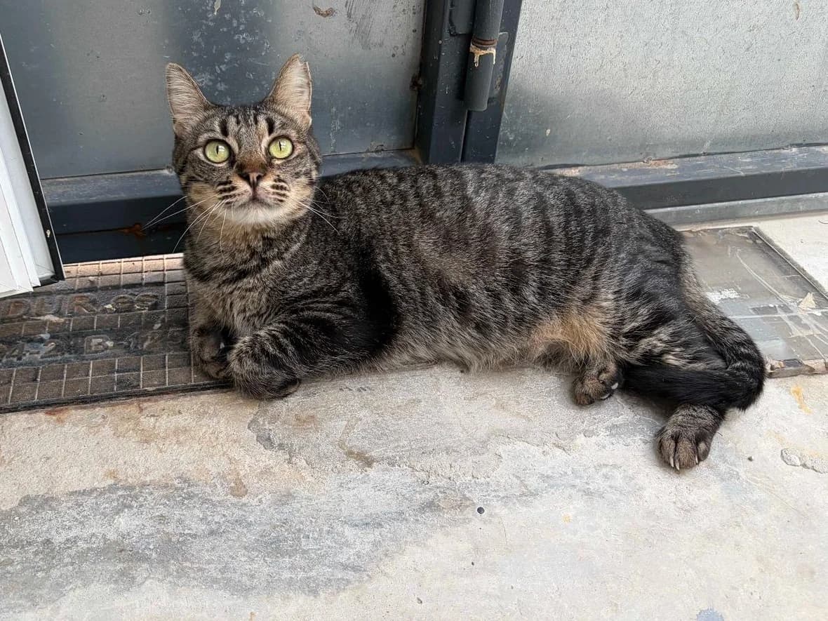 Rufi+Sida y Leucemia, Short female 6yo Domestic Shorthair for adoption at Triple A Marbella, Marbella