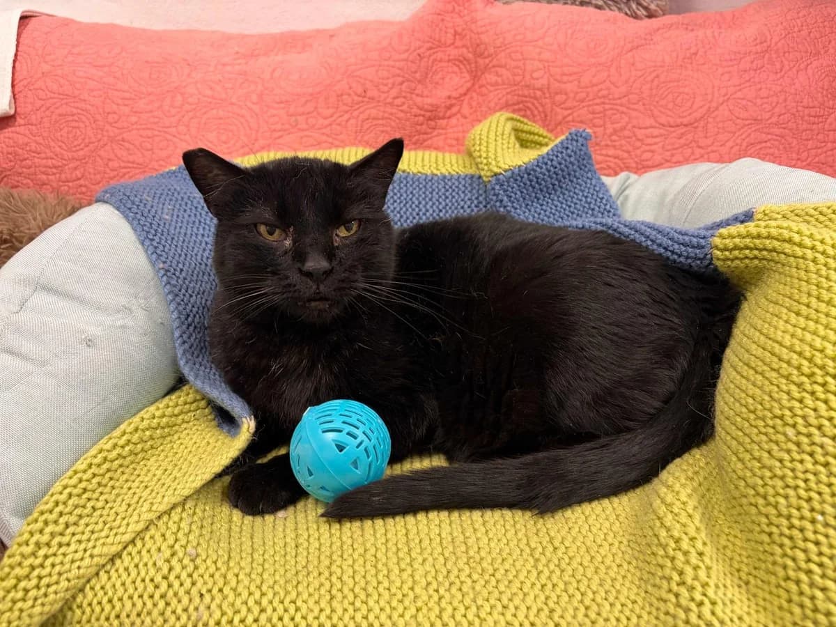 Barry, Short female senior Domestic Shorthair for adoption at Triple A Marbella, Marbella