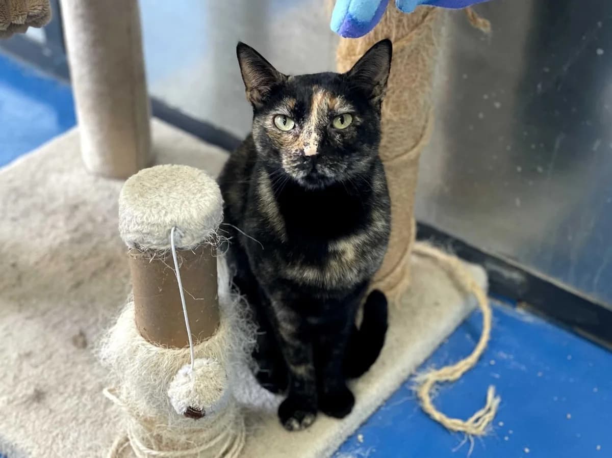 Salem, Short female 3yo Mixed Breed for adoption at Triple A Marbella, Marbella