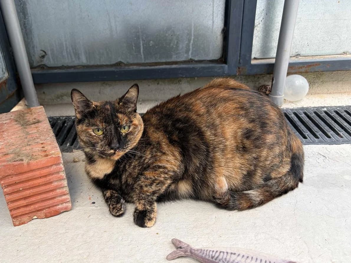 Verity, Short female young Domestic Shorthair for adoption at Triple A Marbella, Marbella