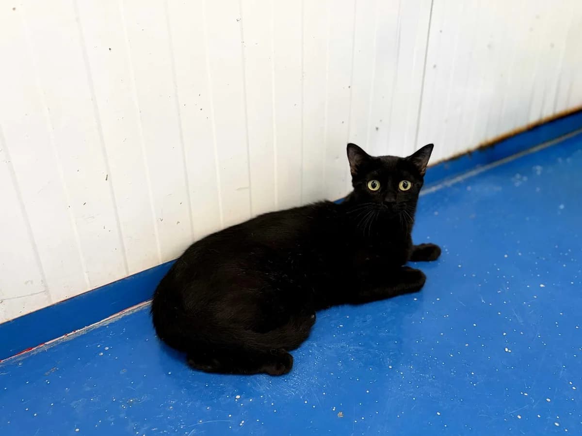 Hera, Short female young Domestic Shorthair for adoption at Triple A Marbella, Marbella