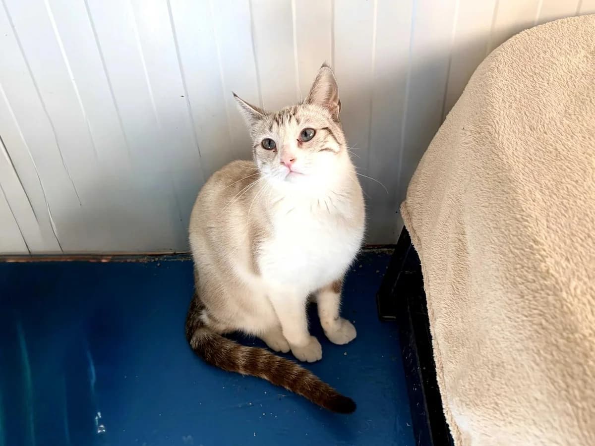 Cora, Short female young Siamese for adoption at Triple A Marbella, Marbella