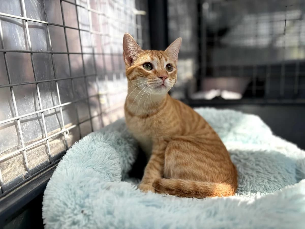 Kevin, Short male Domestic Shorthair for adoption at Triple A Marbella, Marbella