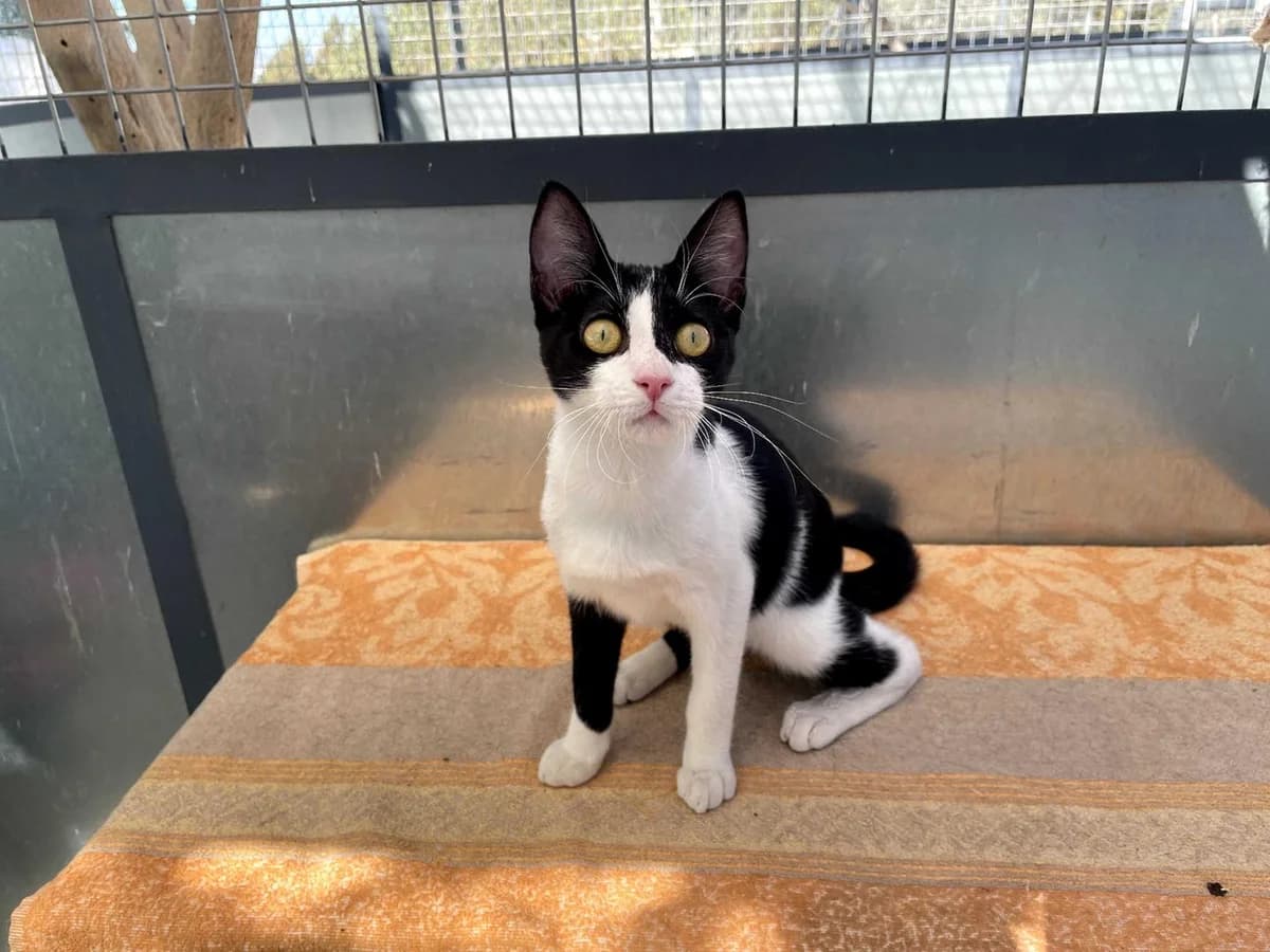 Shelly, Short female Domestic Shorthair for adoption at Triple A Marbella, Marbella