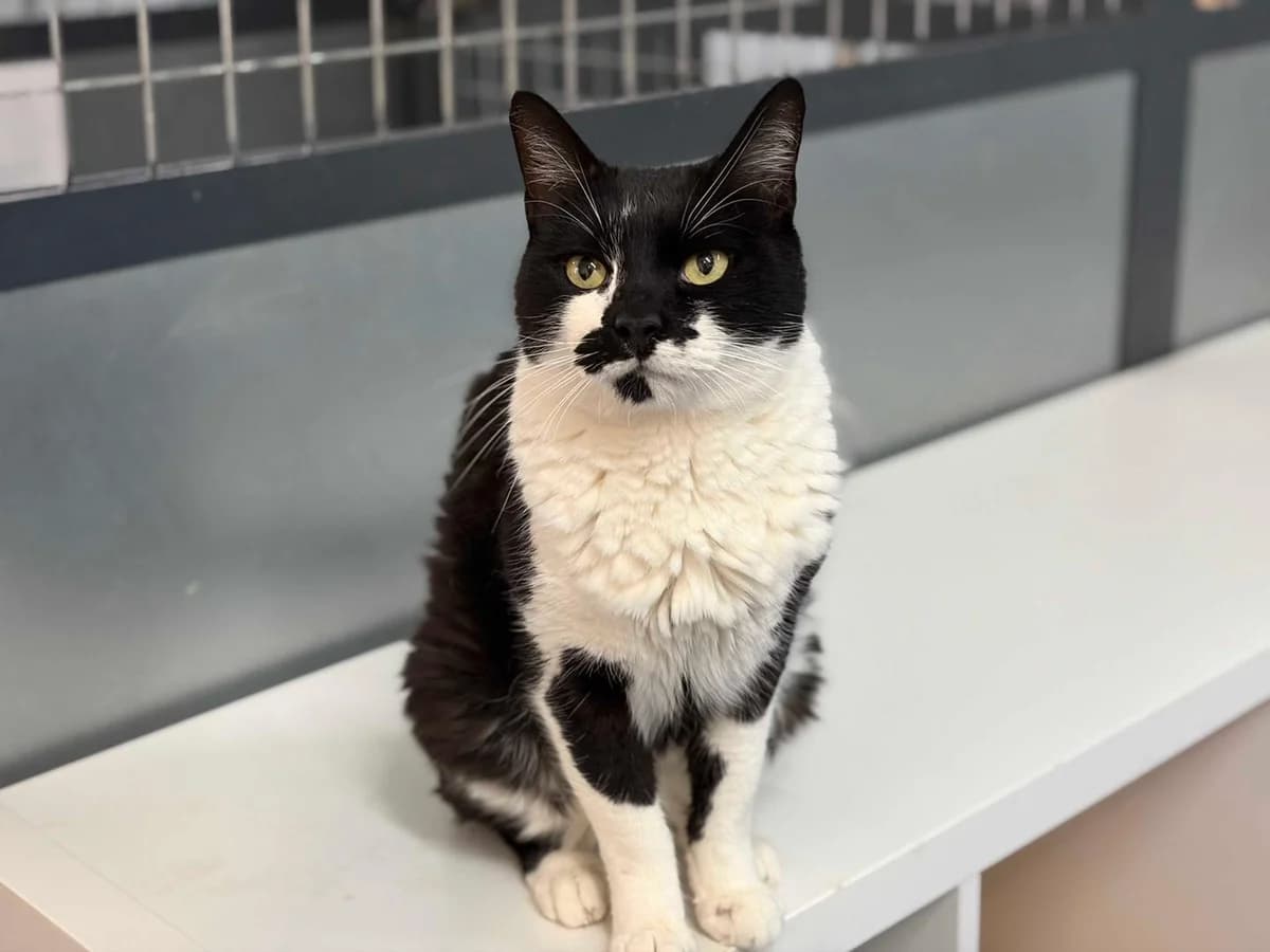 Shane, Short female 5yo Domestic Shorthair for adoption at Triple A Marbella, Marbella