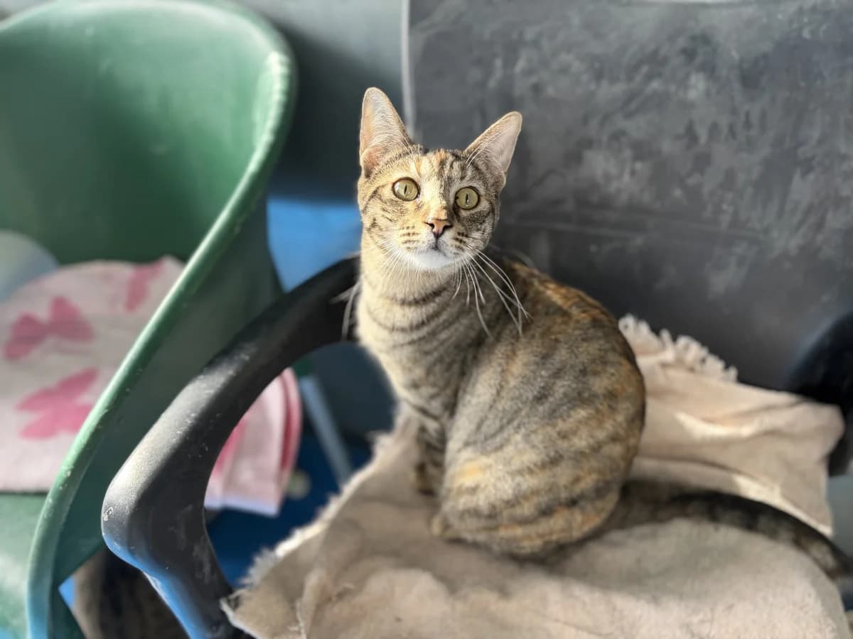 Elissa, Short female Domestic Shorthair for adoption at Triple A Marbella, Marbella