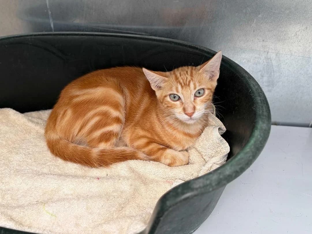 Samir, Short male young Mixed Breed for adoption at Triple A Marbella, Marbella