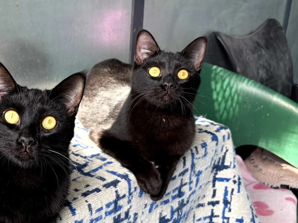 Angelo, Short male young Domestic Shorthair for adoption at Triple A Marbella, Marbella