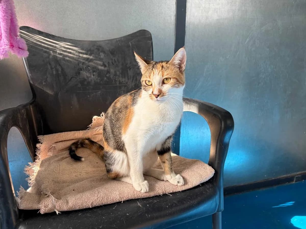 Moxie, Short female Domestic Shorthair for adoption at Triple A Marbella, Marbella