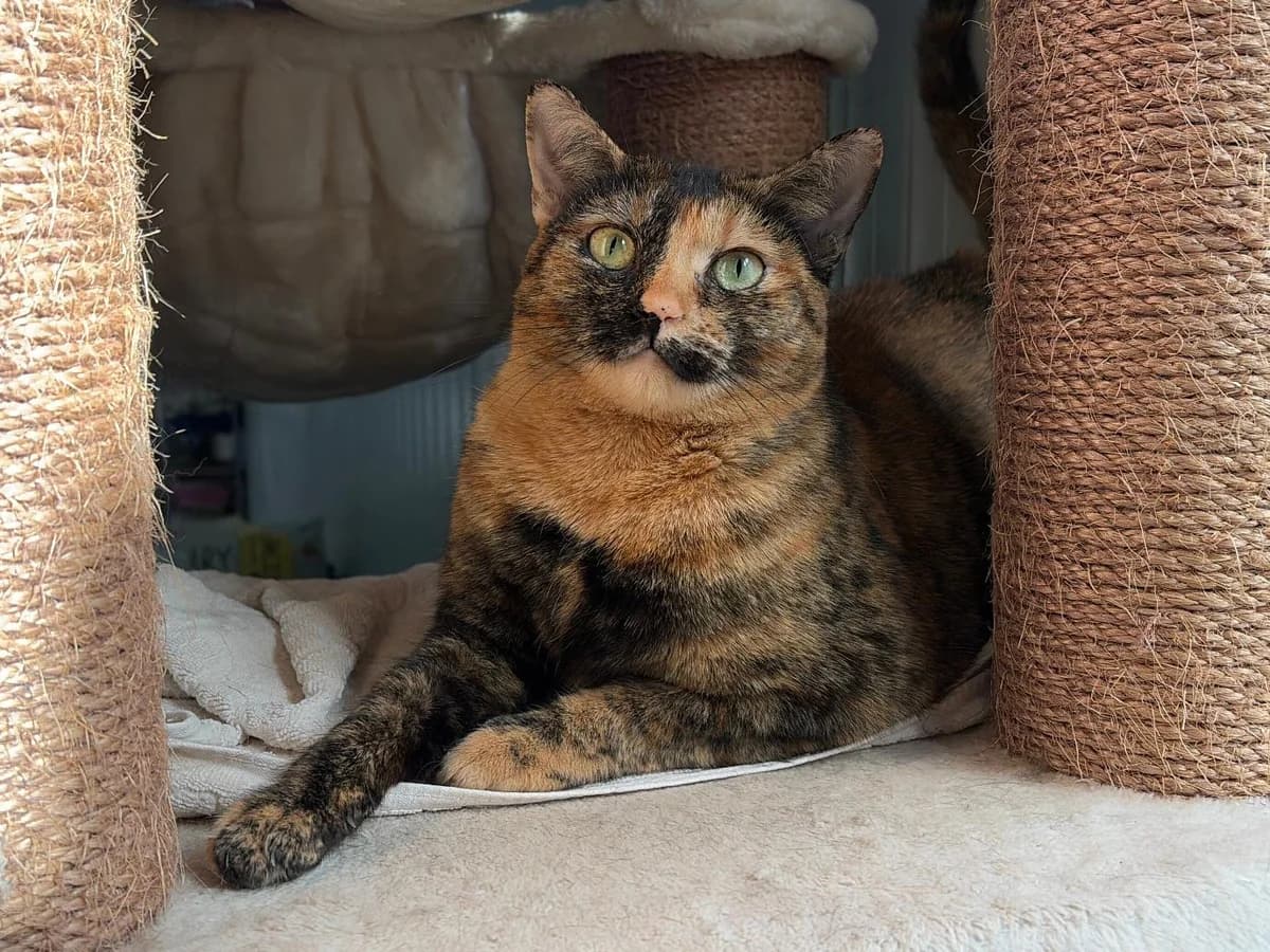 Ethel, Short female young Domestic Shorthair for adoption at Triple A Marbella, Marbella