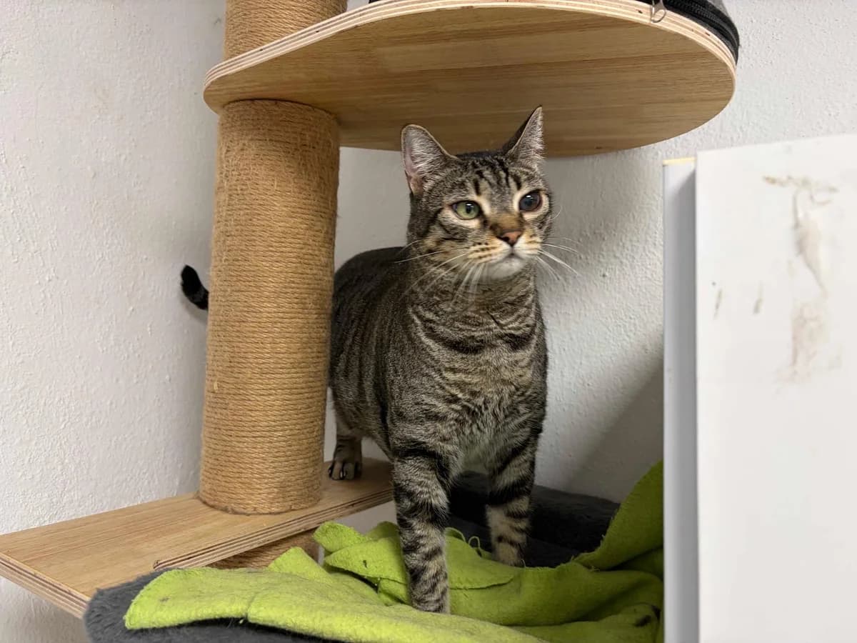 Mini Miau, Mixed Breed (Triple A Marbella)