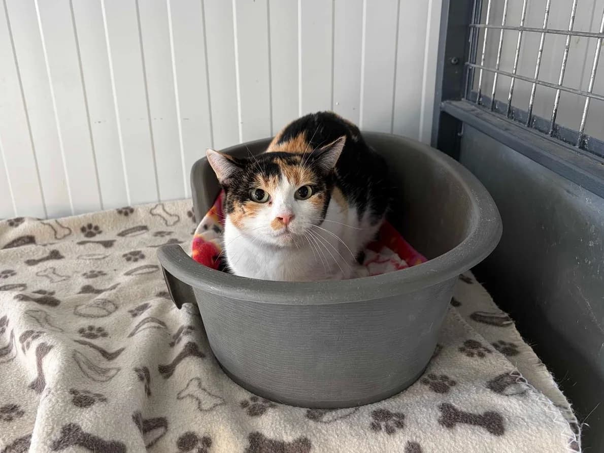 Ebony, Short female young Domestic Shorthair for adoption at Triple A Marbella, Marbella