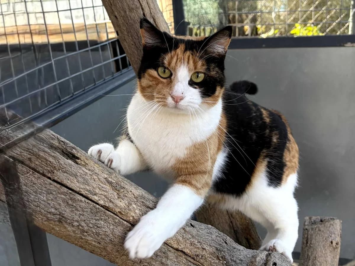Violeta, Short female young Domestic Shorthair for adoption at Triple A Marbella, Marbella