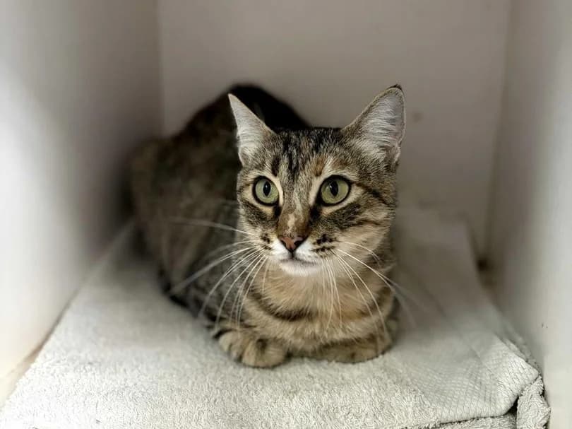 iris, Short female Domestic Shorthair for adoption at Triple A Marbella, Marbella