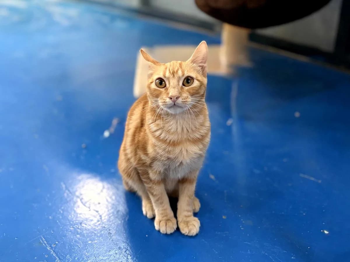 Lotus, Short female Domestic Shorthair for adoption at Triple A Marbella, Marbella