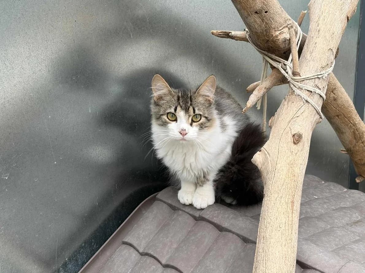 Laith, Long male puppy Domestic Longhair for adoption at Triple A Marbella, Marbella