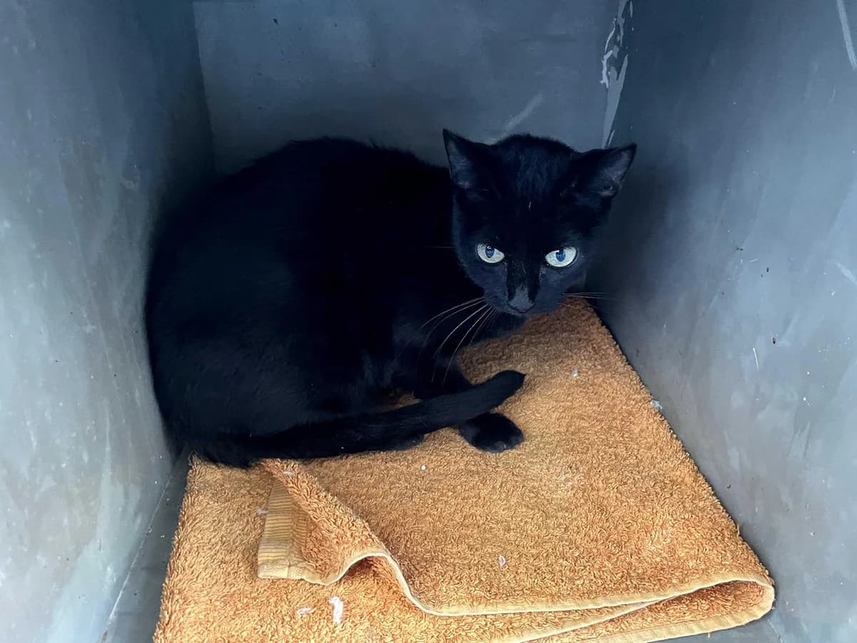 Marina+Leucemia, Short female Domestic Shorthair for adoption at Triple A Marbella, Marbella